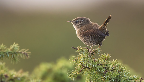 PEUKALOISIA ON EDELLEEN MELKO RUNSAASTI