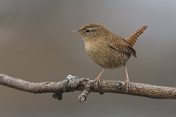 PEUKALOISIA ON EDELLEEN SAARESSA AJANKOHTAAN NÄHDEN MONTA