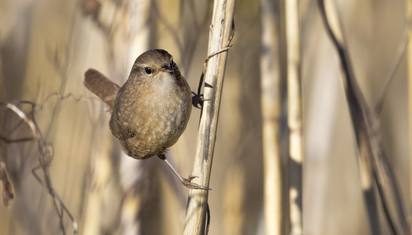 PEUKALOISIA RIITTÄÄ