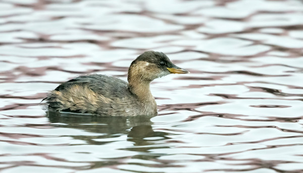 DOKUMENTTITASON KUVA PÄIVÄN PIKKU-UIKUSTA