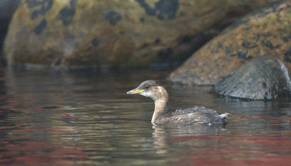 PIKKU-UIKKU RANTAVAJOJEN HEIJASTEISSA