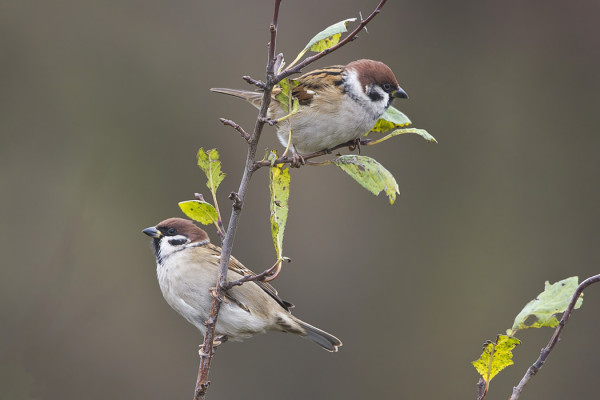 PIKKUVARPUSIA VIIHTYY EDELLEEN SAARESSA