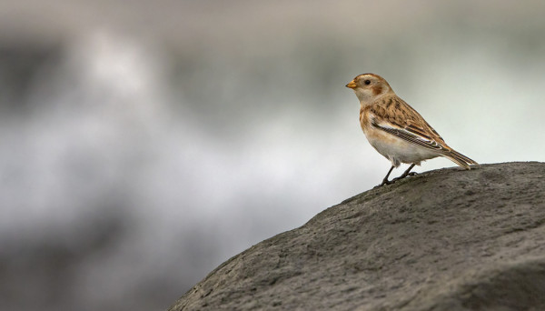 PULMUNEN IHMETTELI MERTA ETELÄNIEMELLÄ