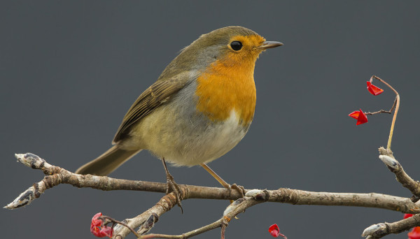 PUNARINTOJAKIN ON VIELÄ USEITA SAARESSA