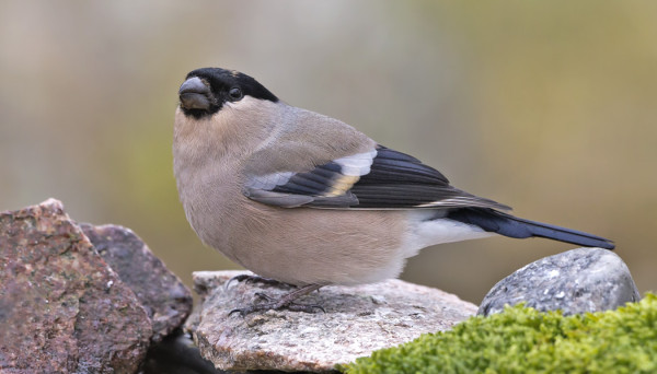 PUNATULKKUJEN MUUTTO ON PÄÄSSYT VAUHTIIN