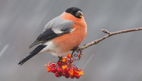 PUNATULKUT EIVÄT VÄLITTÄNEET RÄNTÄSATEESTA