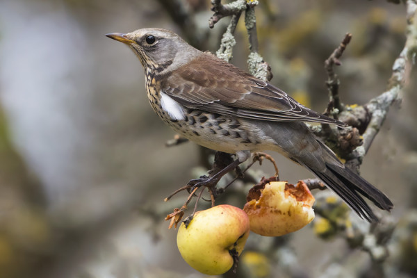 RÄKÄTTIRASTAAT ALKAVAT VASTA NYT ILMAANTUA SAAREEN, LÖYSIVÄT VIELÄ MUUTAMAN OMENAN