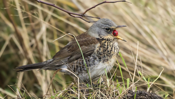 RÄKÄTEILLE MAISTUVAT RUUSUNMARJATKIN