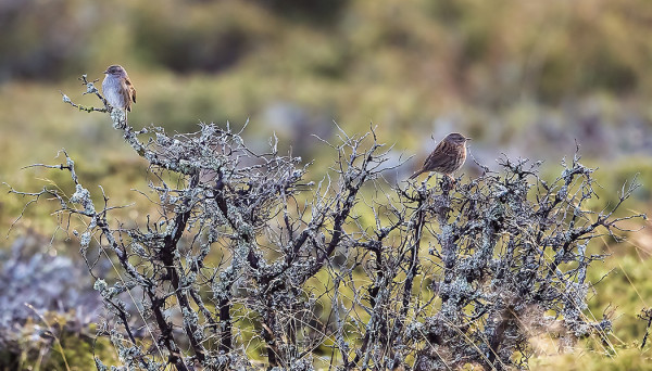 RAUTIAISIA ON VIELÄ USEITA