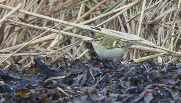 TAIGAUUNILINTU KÄVÄISI ITÄRANNAN LEVÄVALLEILLA