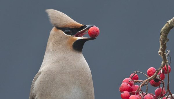 TILHET ALKAVAT VASTA NYT SAAPUA