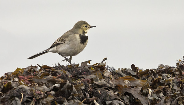 VÄSTÄRÄKKI ON VIELÄ HAVAITTU PÄIVITTÄIN