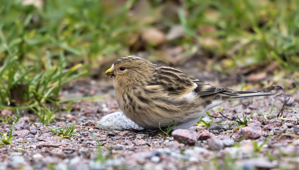 VUORIHEMPPOJA TULI NYT LOPPUSYKSYLLÄ SAAREEN
