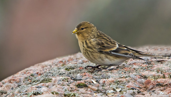 HOTELLIALUEELLA ON VIIHTYNYT VUORIHEMPPO USEANA PÄIVÄNÄ