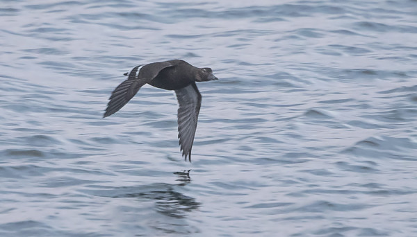 NIUKAT ILLANSUUT VALOT EIVÄT OIKEIN RIITTÄNEET ALLIHAAHKAN PYSÄYTTÄMISEEN MUTTA LAJIN SENTÄÄN TUNTEE