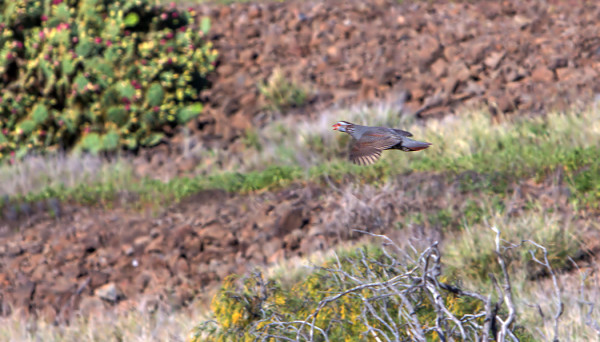 VÄHÄN EPÄTARKKA DOKUMENTTI KALLIOPYYSTÄ