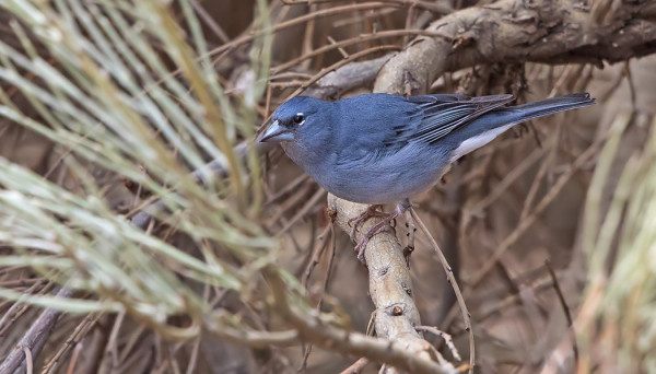 MUUTAMA KANARIANPEIPPO NÄHTIIN ODOTETUSTI TEIDELLÄ