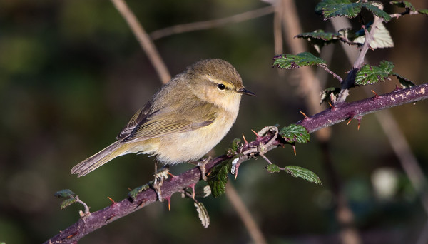 KANARIANTILTALTTI ON YLEINEN
