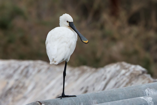 KAPUSTAHAIKARA OLI YLLÄTTÄVÄ HAVAINTO