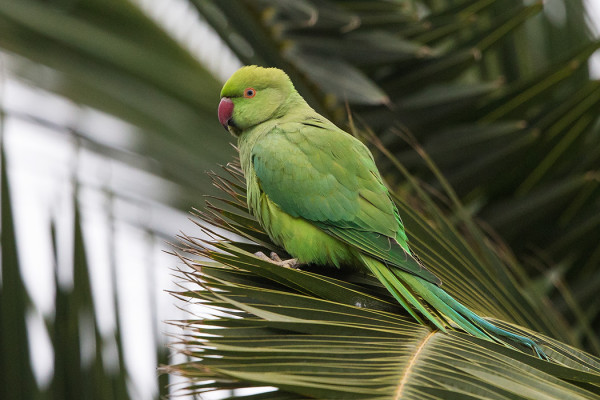 KAULUSKAIJOJA ON ISOHKO POPULAATIO TEN BELISSÄ