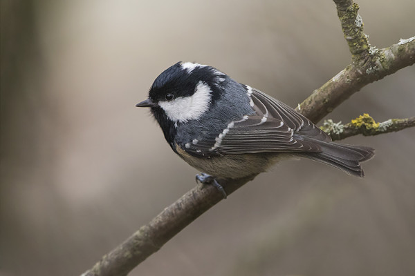 KUUSITIAINEN EI OLE TÄÄLLÄ MIKÄÄN TAVANOMAINEN LINTULAUTAVIERAS