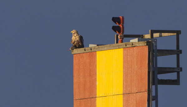 MERIKOTKA SÖI FINNSKÄRIN LINJATAULULLA KOIRAS ISOKOSKELOA