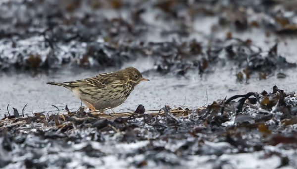 PARI NIITTYKIRVISTÄ SINNITTELEE ITÄRANNALLA