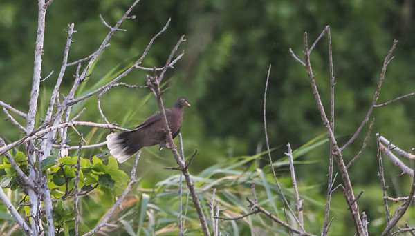PALMANKYYHKYJÄ NÄHTIIN NYT MUUTAMA LA GRIMONASSA