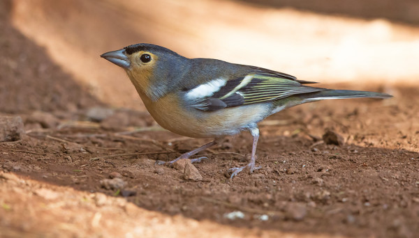 TINTILLON- ALALAJIN PEIPPO