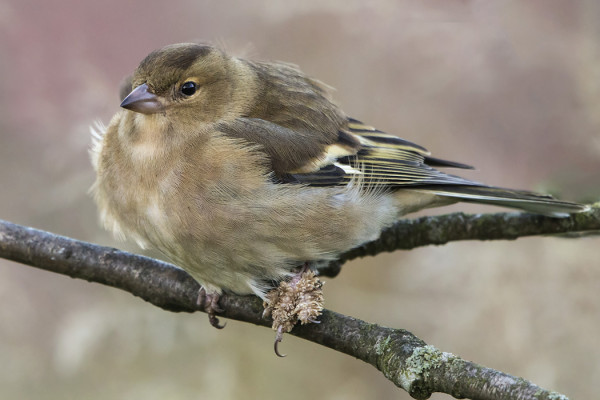 RUOKINNALLA KÄY NAARASPEIPPO, JONKA VASEMMASSA JALASSA ON ILM VIRUSPERÄINEN KASVAIN