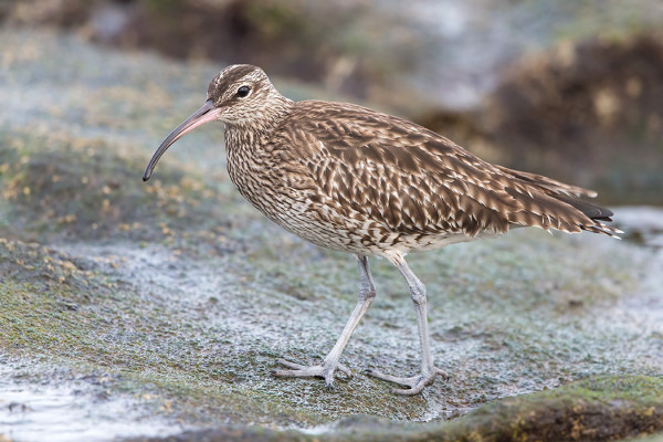MUUTAMIA PIKKUKUOVEJA VIIHTYI ETELÄRANNALLA