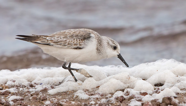 PULMUSSIRRI OLI RANTOJEN YLEISIN KAHLAAJA