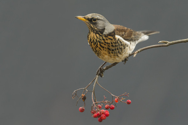 RÄKÄTTEJÄ ON VIELÄ MUTTA EI MITENKÄÄN RUNSAASTI