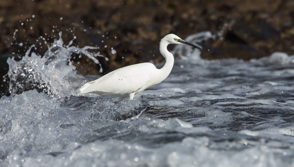 MUUTAMA SILKKIHAIKARA KALASTELI SAAREN ETELÄRANNAN TYRSKYISSÄ