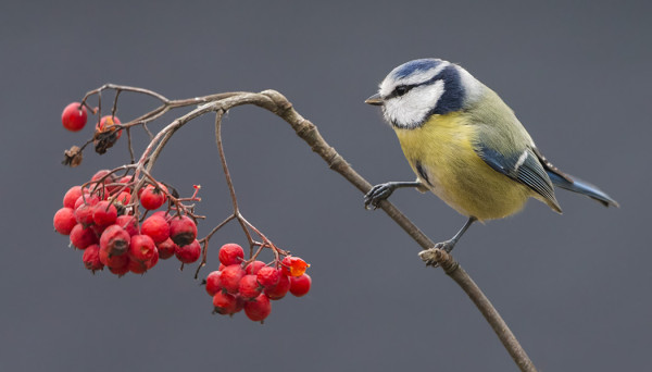 SINITIAISIA TALVEHTII TOISTAKYMMENTÄ