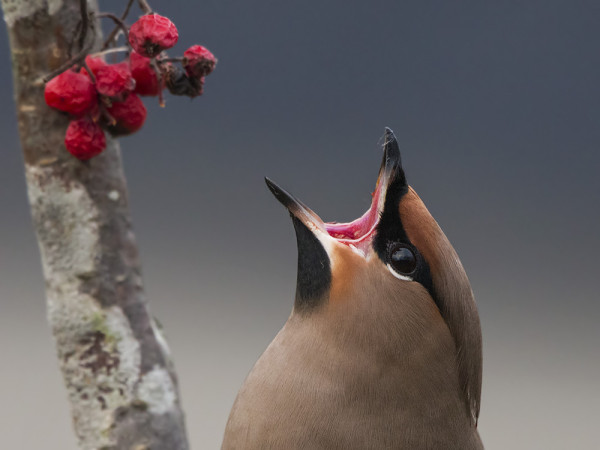 tilhi_03_Korppoo_12_14