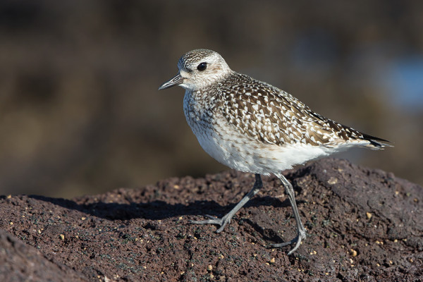 MUUTAMA TUNDRAKURMITSA LÖYTYI RANNOILTA