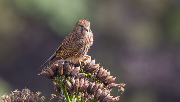TUULIHAUKAT OVAT TÄÄLLÄ VÄHÄN PUNERTAVAMPIA JA VIIRUISEMPIA KUIN SUOMESSA