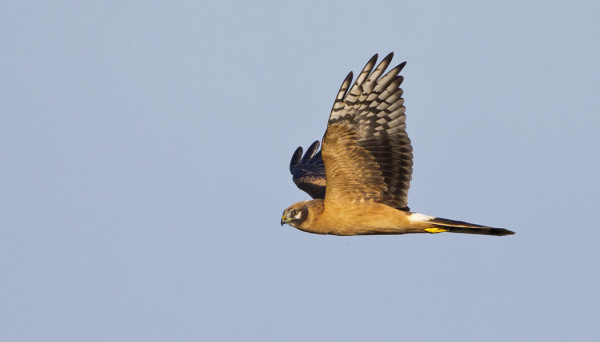 AROSUOHAUKASTA ON TULLUT JOKASYKSYINEN VIERAILIJA