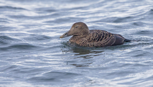 PARI-KOLME HAAHKAA TALVEHTII SAAREN VESILLÄ