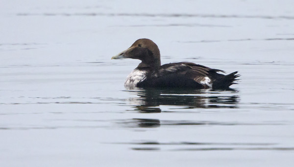 2KV KOIRASHAAHKA VIIHTYY SAAREN VESILLÄ