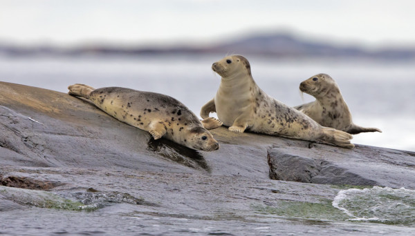 HARMAAHYLKEIDEN MÄÄRÄ TUNTUU LISÄÄNTYVÄN VUOSI VUODELTA