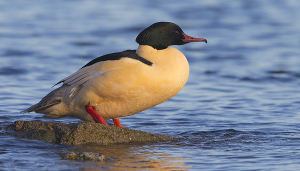 ISOKOSKELOITA ON NYT HUOMATTAVAN VÄHÄN UTÖSSÄ