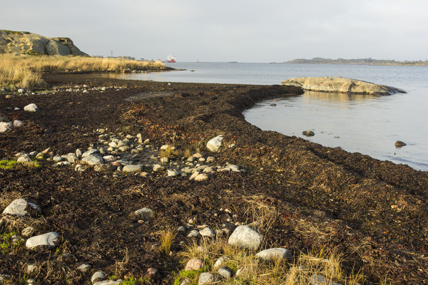 ITÄRANNALLA OLI 2014 HYVÄT LEVÄVALLIT KAHLAAJILLE MUTTA KAHLAAJIA OLI KESÄLLÄ TAVANOMAISTA NIUKEMMIN