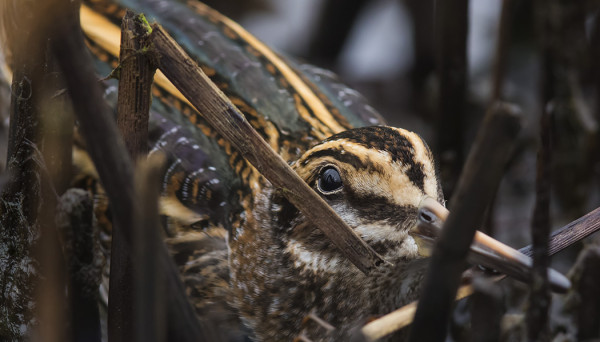 USEITA JÄNKÄKURPPIA NÄHTIIN SYKSYN AIKANA