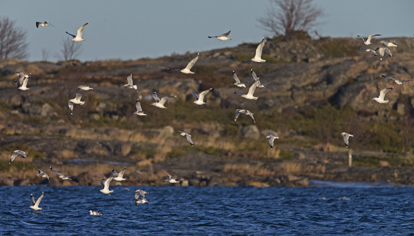 KALALOKKEJA ON YHTÄKKIÄ TULLUT LISÄÄ