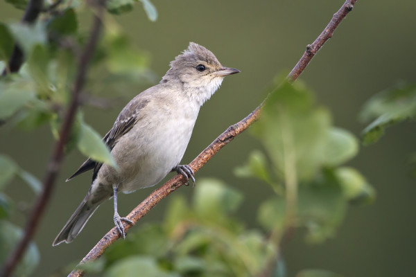 YKSI KIRJOKERTTUPARI PESI ONNISTUNEESTI SAARELLA, KUVASSA NUORI LINTU