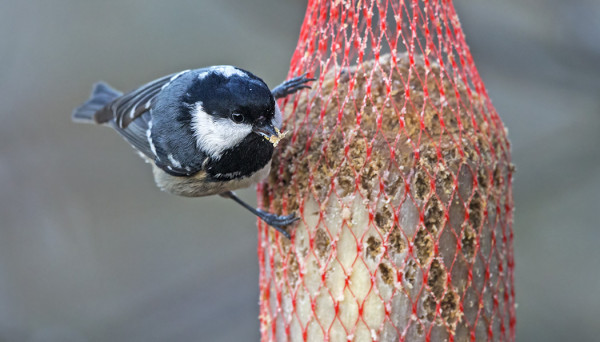 KUUSITIAINEN ON JÄÄNYT TALVEKSI SAAREEN JA KÄY RUOKINNALLAMME