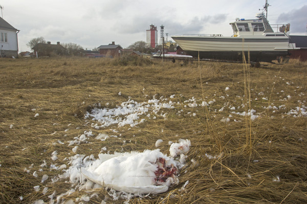 TAPETTU VANHA KYHMYJOUTSEN KYLÄN RANNASSA PÄÄ SYÖTYNÄ - KETTU TAI HUUHKAJA?