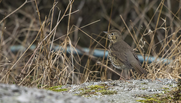 TÄMÄN PAREMPAA KUVAA EN OLE TALVEHTIVASTA LAULURASTAASTA VIELÄ SAANUT